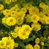 Helenium Double Trouble